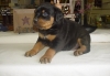 Akc Registered Rottweiler Puppies With Great Personalities...