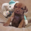 Akc Register Dogue De Bordeaux Need New Families.